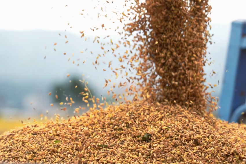 豐收的稻谷。冕寧縣融媒體中心供圖