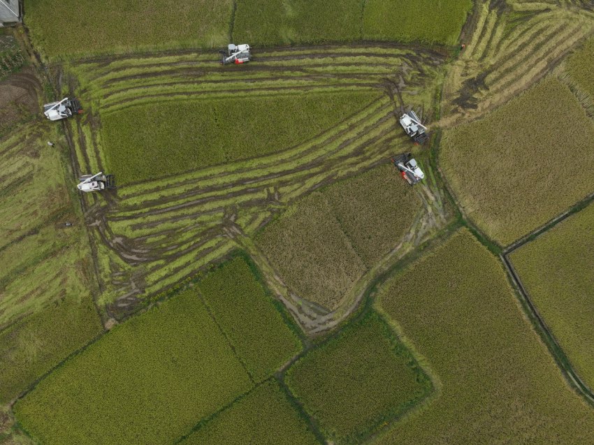 豐收的稻田。冕寧縣融媒體中心供圖