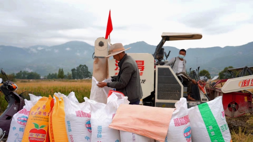 收割現場。冕寧縣融媒體中心供圖