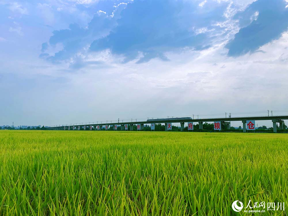 眉山市東坡區岷江現代農業示范園區的高標準農田綠意盎然。楊鵬攝