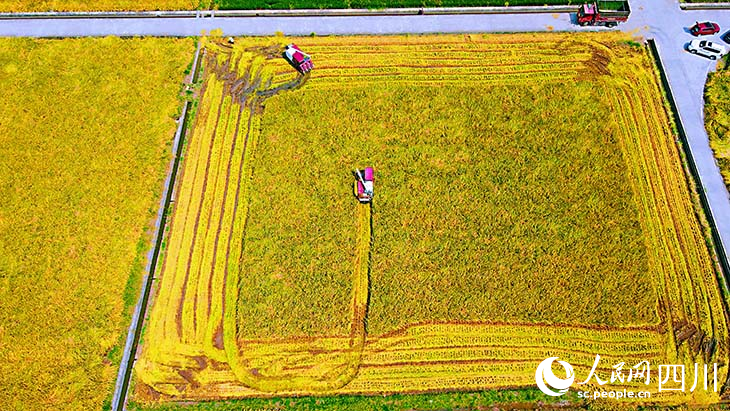 農機轟鳴，眉山市永豐村麥收忙。眉山日報全媒體記者 陳文君攝