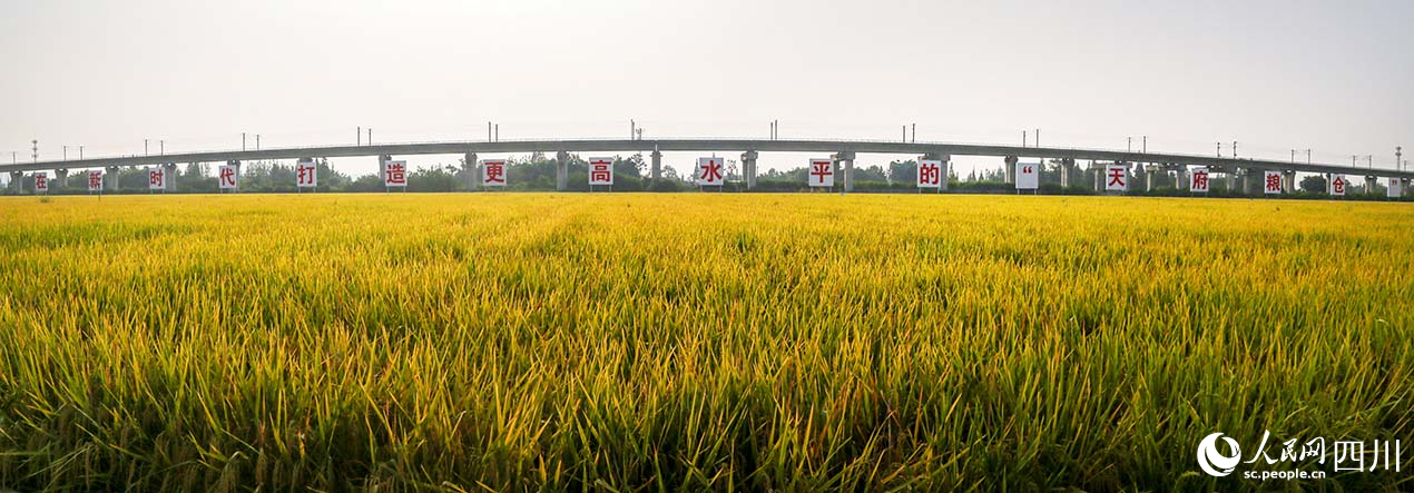 迎風搖擺，金黃的稻穗掀起層層黃色波浪。孫九如攝