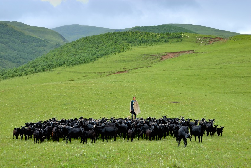 會東農特資源富集，會東黑山羊是四川六大地方優良品種之一，獲農業部地理標志登記認證。