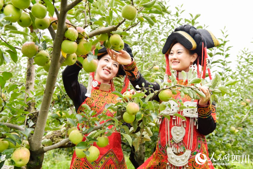 越西晝夜溫差大、日照充足，越西蘋果久負盛名。余寒攝