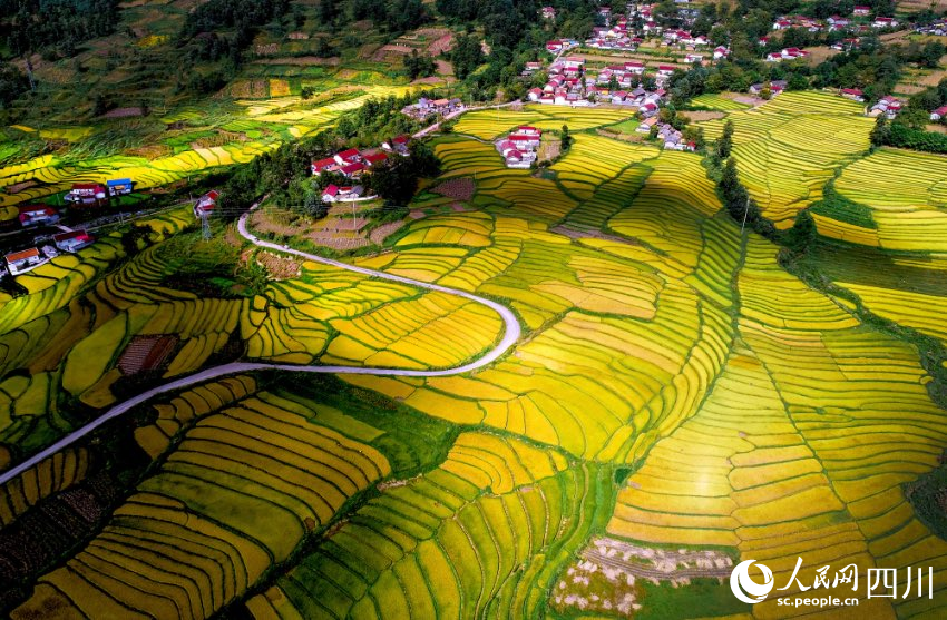 金秋時節，越西縣普雄鎮陽坡村水稻豐收，田野里金黃一片。李小平攝