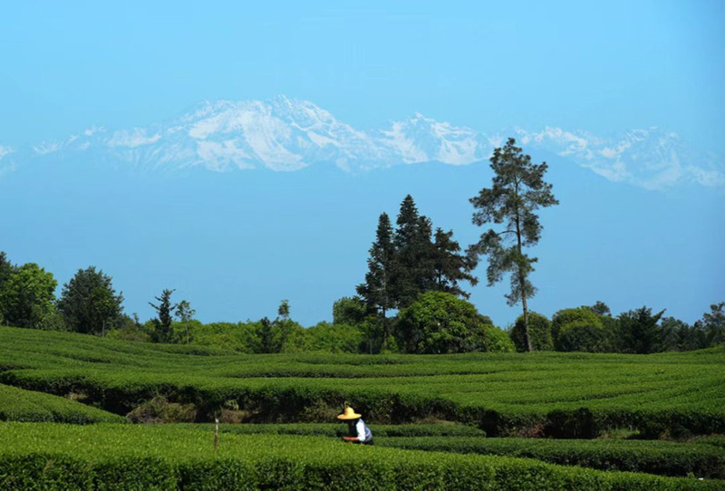 森林覆蓋率全市第一。蒲江縣委宣傳部供圖.