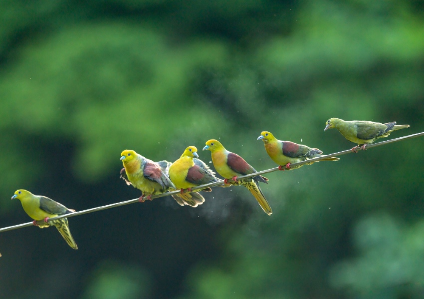 寧南縣生態良好，森林覆蓋率52%，適合野生動物棲息。圖為國家二級保護動物鍥尾綠鳩。樂梅攝