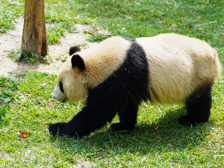 大熊貓“四?！?。中國大熊貓保護研究中心供圖