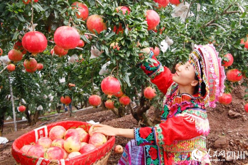 走進“中國石榴之鄉” 涼山會理物產豐富、風光宜人