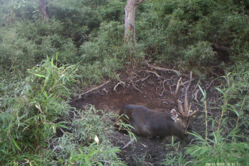 被拍攝的水鹿。圖片來自視頻截圖