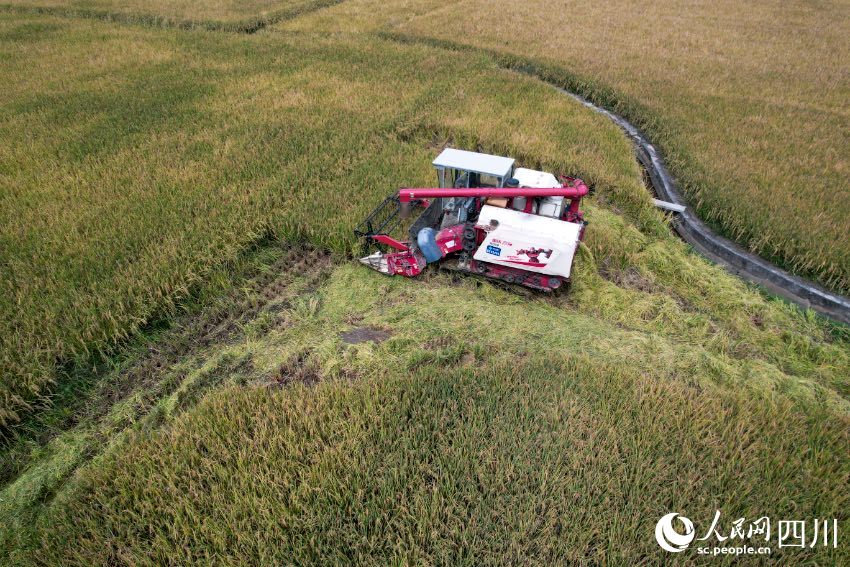 德昌縣麻栗鎮阿月村超級稻測產現場。宋明攝