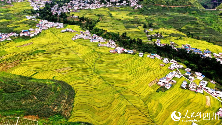 豐收時節，甘洛縣普昌鎮哈莫村的梯田。吉孜哈土攝