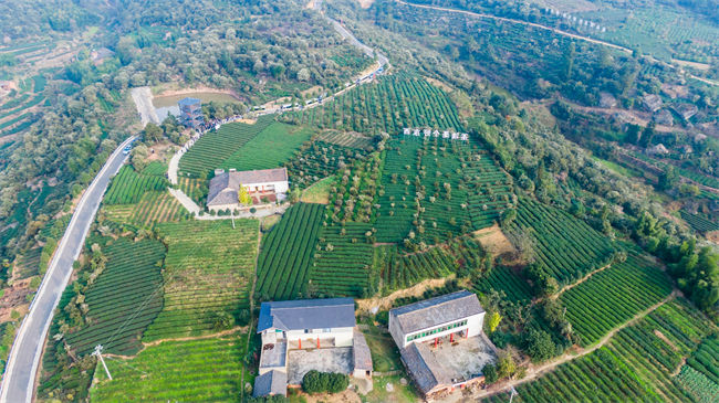 俯瞰榮縣油茶現代林業園區。榮縣縣委宣傳部供圖