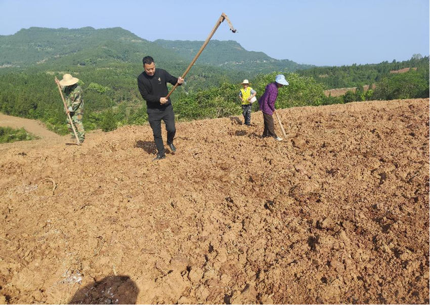 王翱（左數第二位）和群眾正在種植玉米。楊岱芹攝
