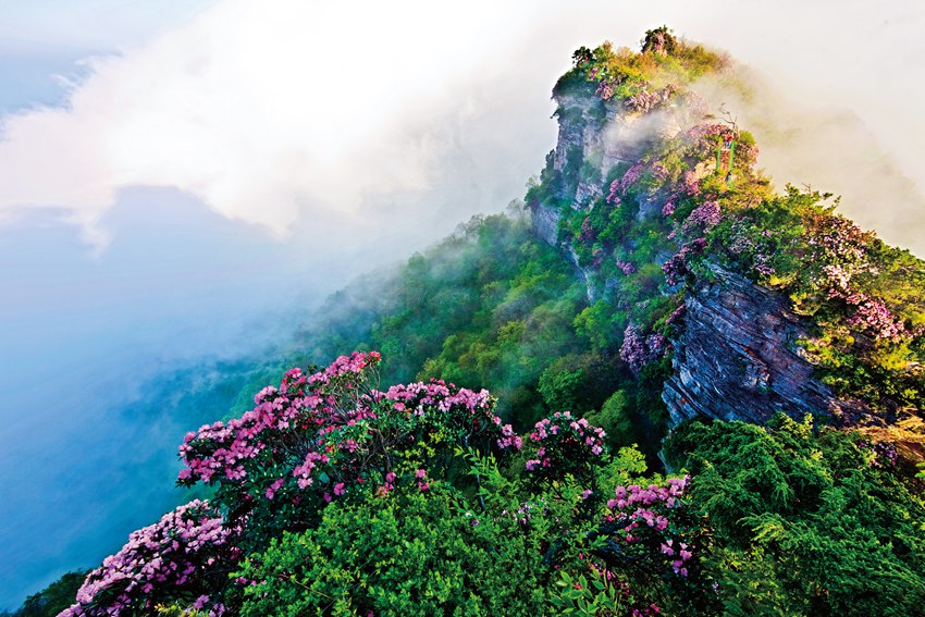 杜鵑花。巴中市委宣傳部供圖