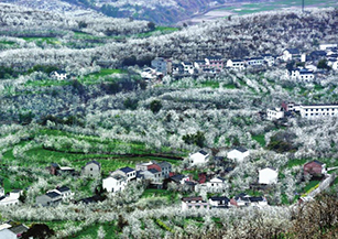 漢源縣三強村：盤活旅游資源，運用創新的開發視角和方法，大力發展“春天梨園賞花、夏天林園避暑、秋天果園品果、冬天莊園沐陽”的游覽產品體系。