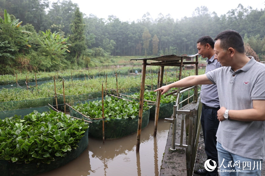 李玨良（后）帶領洪雅縣局黨支部書記參觀騎龍村生態魚塘。卓雪攝