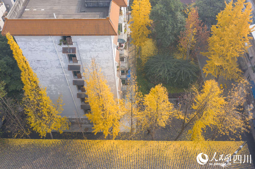 冬日銀杏扮靚城市街景。翁光建攝