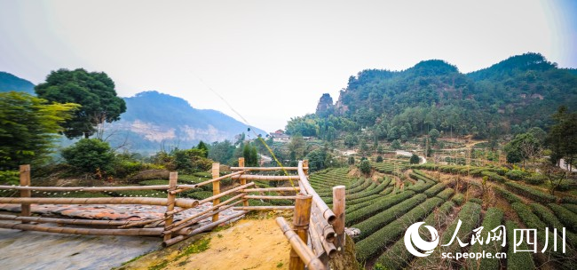 筍溝景區的山林和茶海。宋姿熠攝