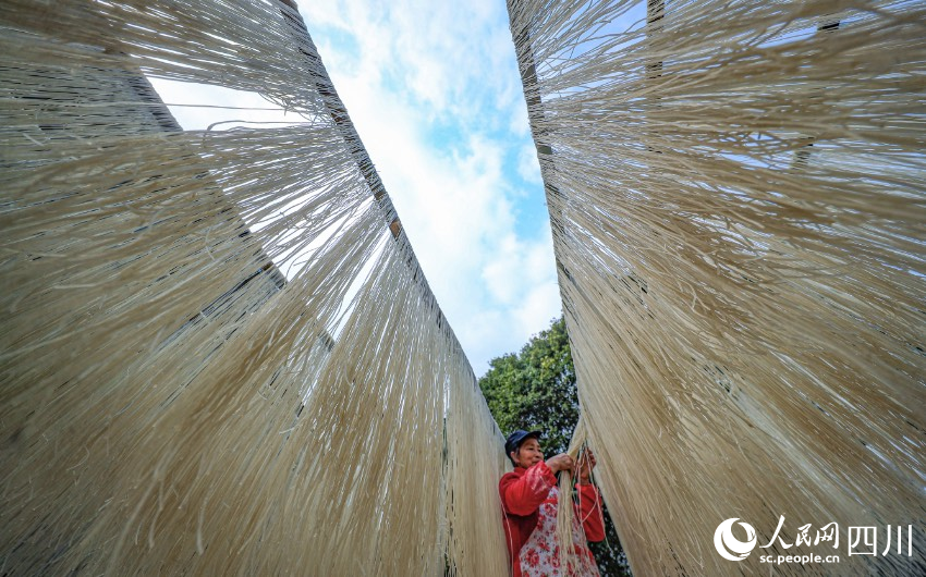 手工苕粉制作現場。劉學懿攝