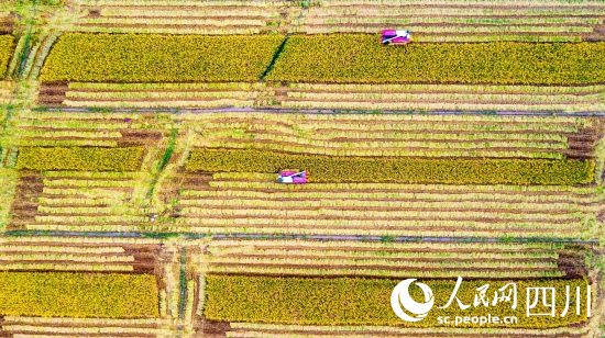 四川省眉山市東坡區永豐村稻田開鐮收割。侯建明攝