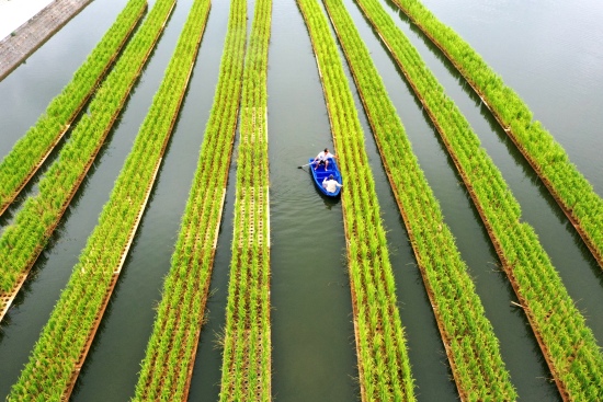 仁壽縣現代農業產業園區蛙稻種養結合基地。眉山宣傳部供圖