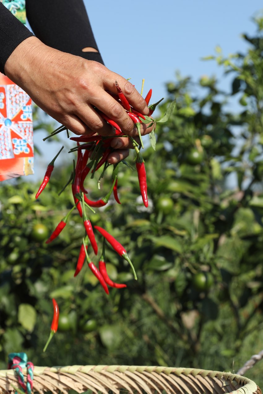 武勝縣龍女鎮幸福村，村民搶抓農時采收辣椒。 夏俊林攝