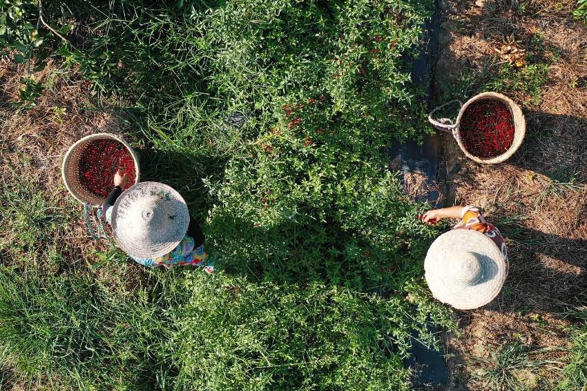 武勝縣龍女鎮幸福村，村民搶抓農時采收辣椒。夏俊林攝