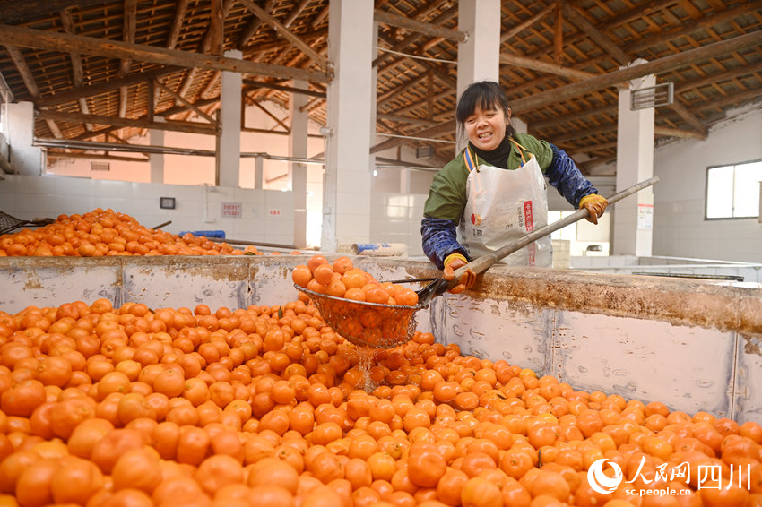 朝陽鎮六公丘村村民在車間內打撈紅橘。黃正華攝