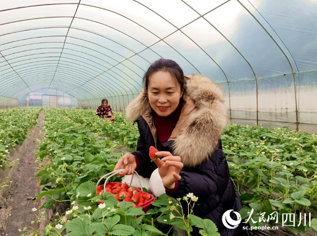 游客在安納溪區富街道三江村草莓基地體驗采摘。肖光榮攝