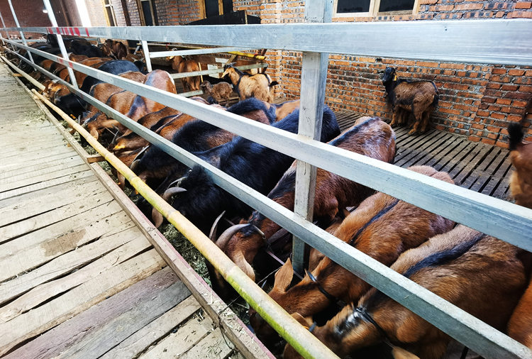 標準化養殖大棚里，黃羊正在吃草料。張敏攝