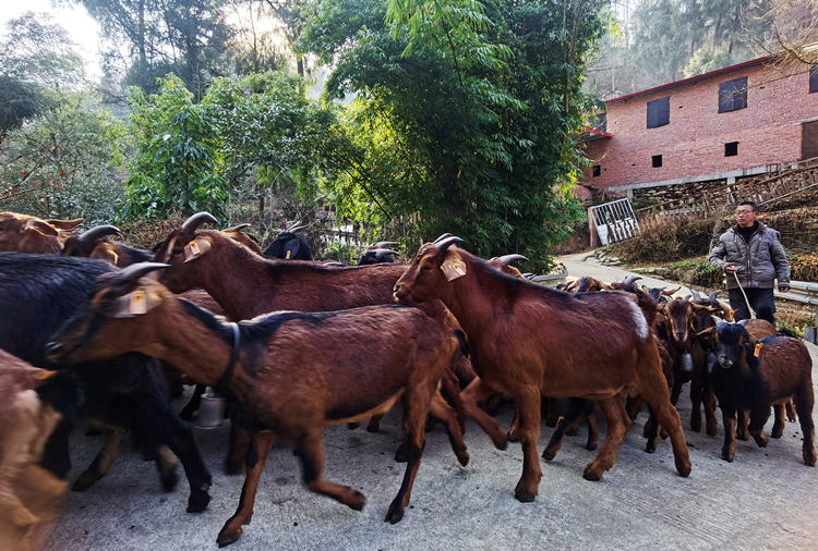 王元春和他的羊群。張敏攝