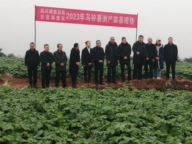 馬鈴薯測產現場。蔣兵供圖