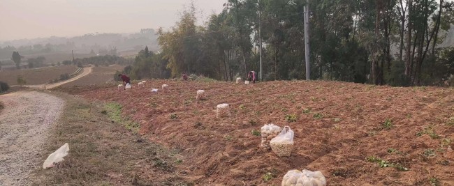 馬鈴薯收獲現場。蔣兵供圖