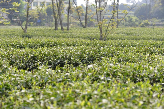 榮縣度佳鎮白坡村茶園。蔣兵供圖