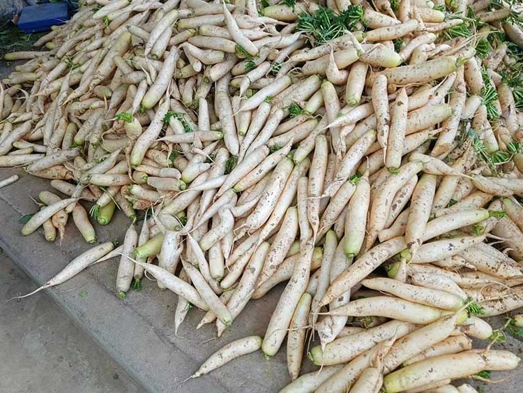 剛從地里挖出來的高山富硒蘿卜。蒼溪縣融媒體中心供圖