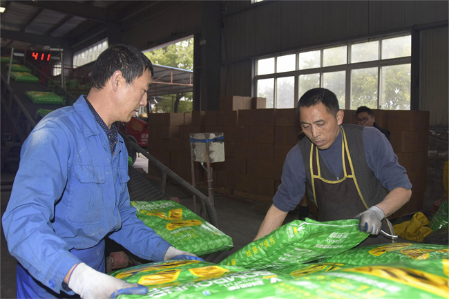 科施福集團正在加緊生產春耕農用肥料。徐振宇供圖