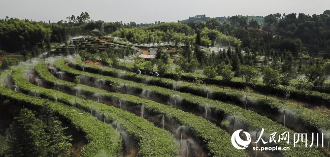 瀘州市納溪區高標準數字茶園。廖勝春攝