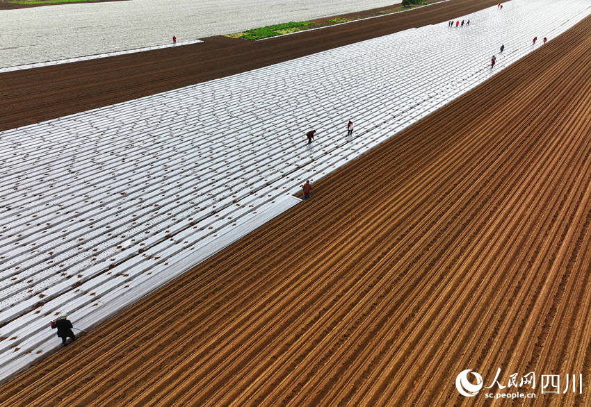 村民在錦屏鎮中壩社區蔬菜種植基地勞作。劉永紅攝