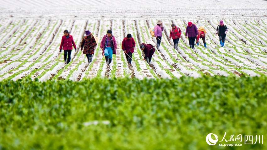 錦屏鎮中壩社區蔬菜種植基地內村民正忙著破膜露苗。汪澤民攝 