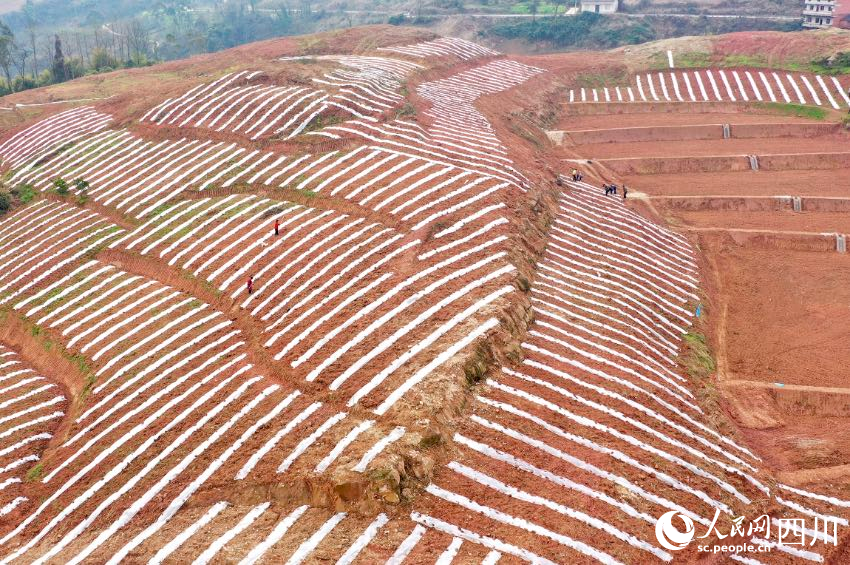 廣安市鄰水縣城北鎮小漁灘村，農民在取土壓膜。張啟富攝