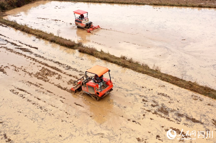 廣安市廣安區花橋鎮三黎村，農機手在犁田。張啟富攝