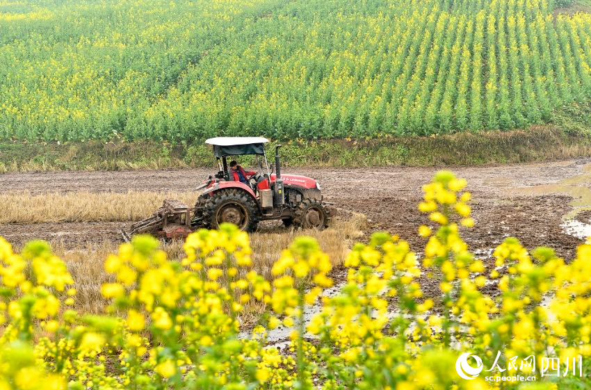 廣安前鋒區代市鎮帽合村，農機手在犁田。張啟富攝