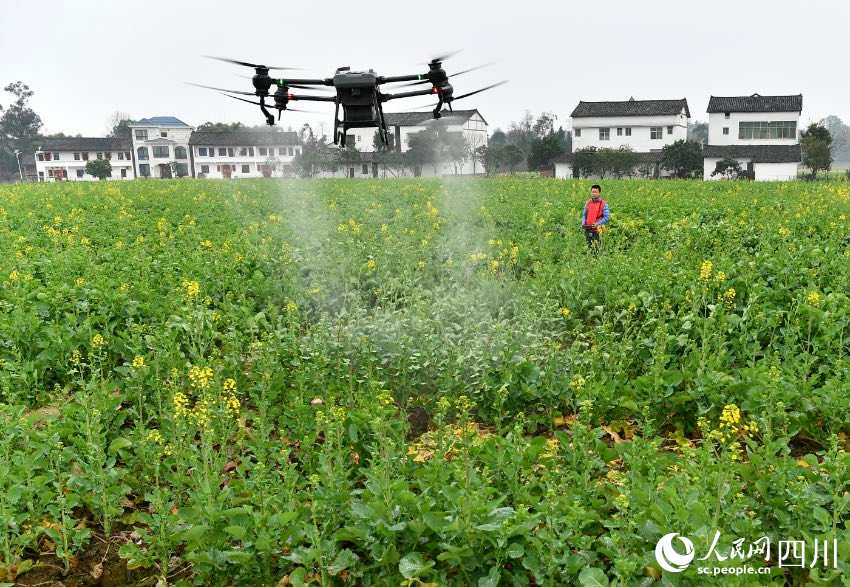 廣安市廣安區花橋鎮花橋村，農業植保員在給油菜施肥。張啟富攝