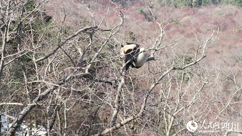正在樹上曬太陽的雌性大熊貓。孟昱攝