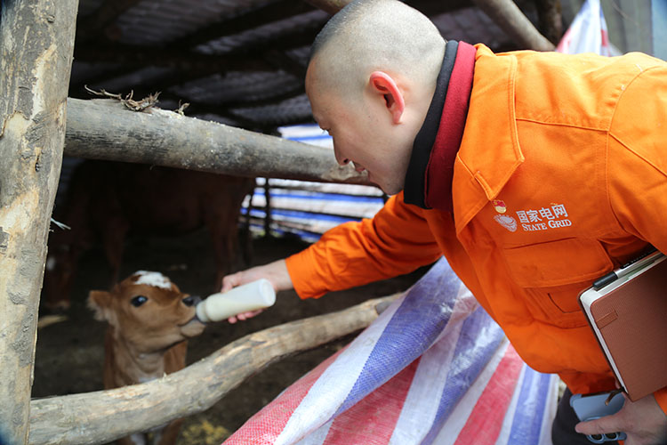 王華給小羊喂奶。鄧培智攝