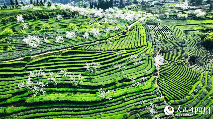 茶山春色。陳曉芳攝