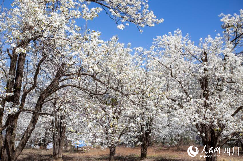 梨花競相開放。文雅攝