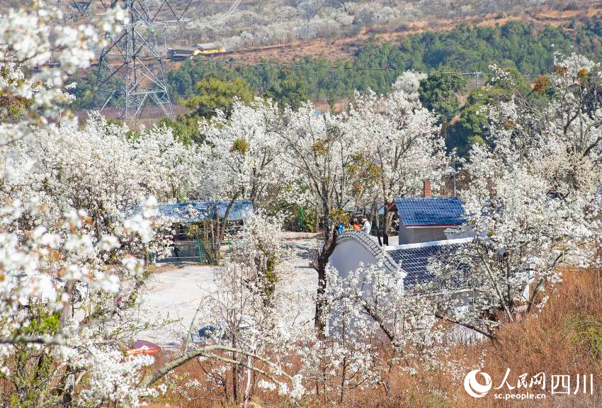 梨花競相開放。文雅攝