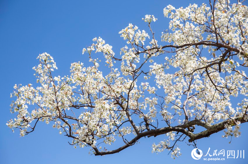 梨花競相開放。文雅攝